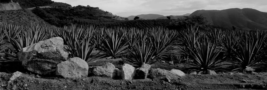 Agave plantation with the mountains of Oaxaca behind, in black and white