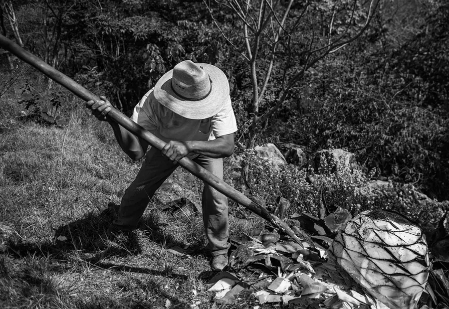 A jimador cutting the leaves of an agave in the field, in black and white